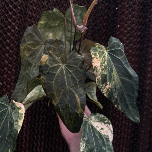 Variegated Anthurium Fwooper (Forgetii × Heinz)