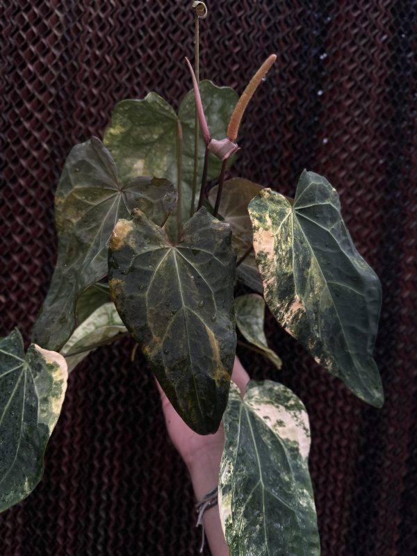 Variegated Anthurium Fwooper (Forgetii × Heinz)