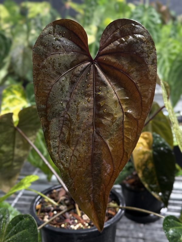 Selected Variegated Anthurium Magnificum x Ace of Spades