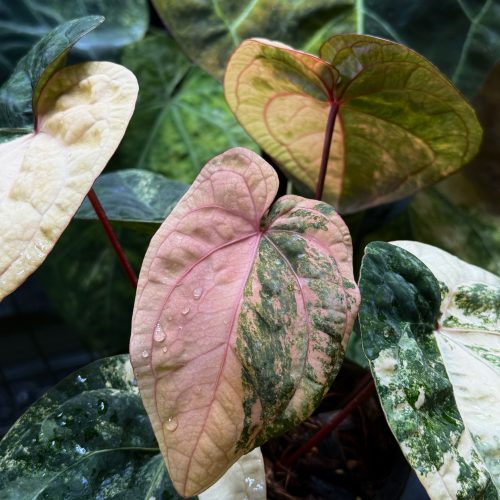 Rare Variegated Anthurium DocBlock × RVDP (Red Vein Dark Phoenix)