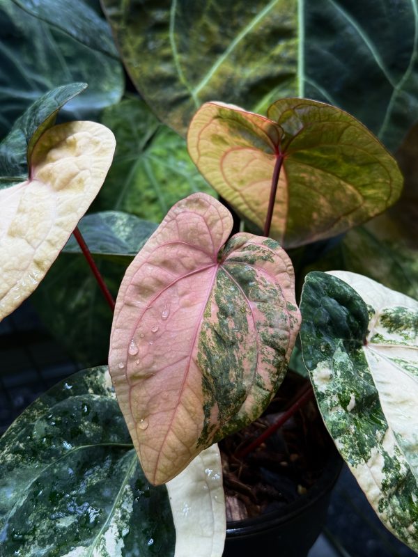Rare Variegated Anthurium DocBlock × RVDP (Red Vein Dark Phoenix)