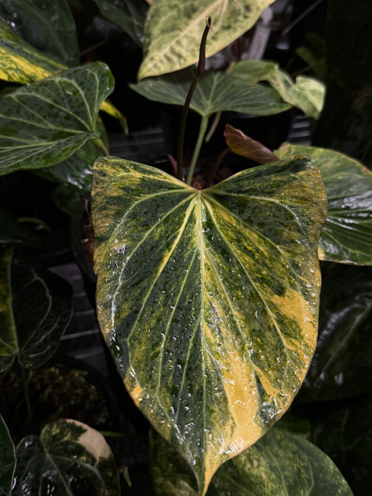 Variegated Anthurium — limited international selection