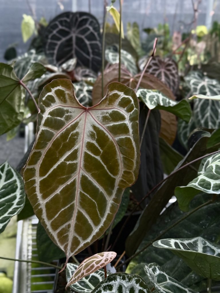 Anthurium Crystal line — premium selection