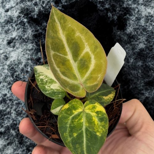 Variegated Anthurium CrystalMag x Mystic f1 selected