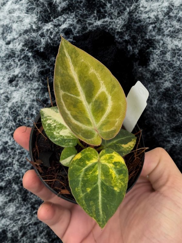 Variegated Anthurium CrystalMag x Mystic f1 selected