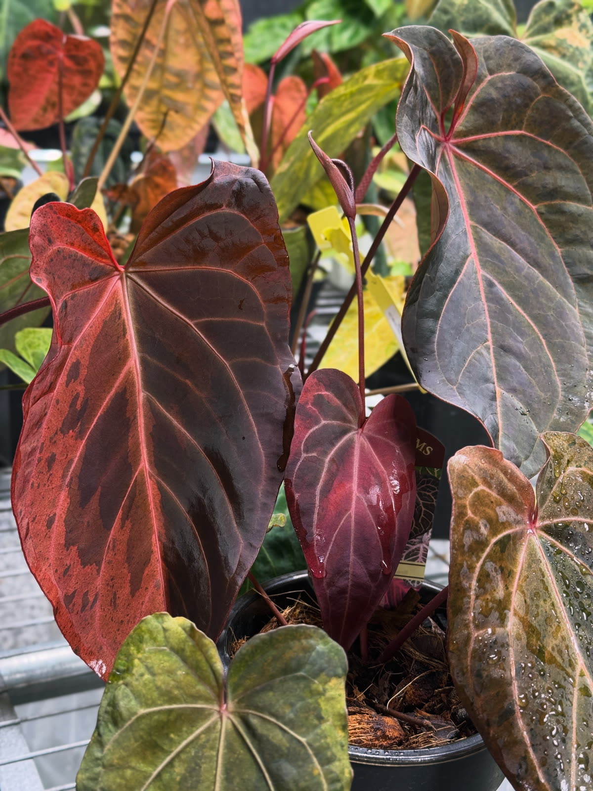 Red and dark velvet Anthurium hybrids in the collection