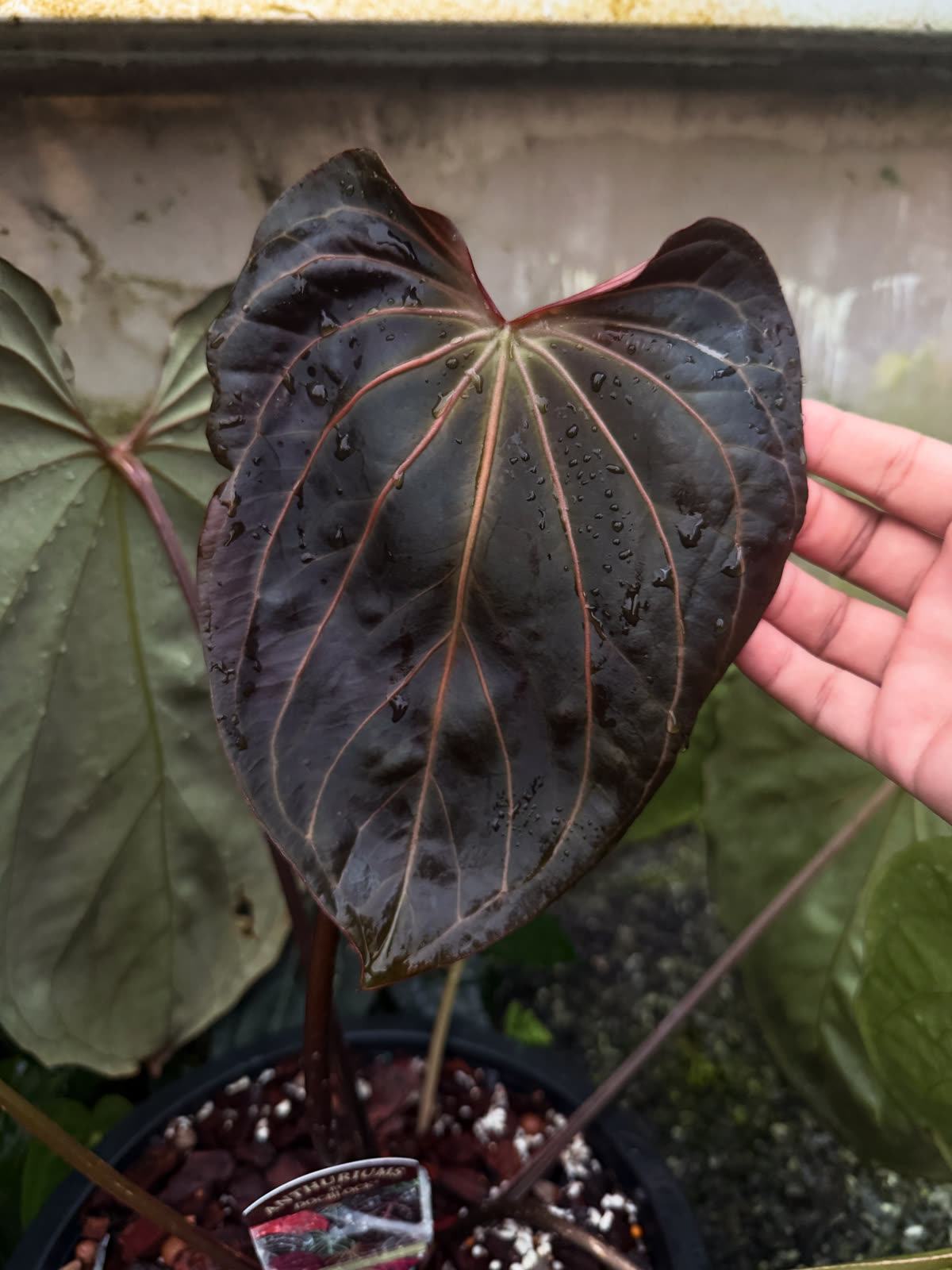 Dark velvet heart-shaped Anthurium leaf held in the greenhouse