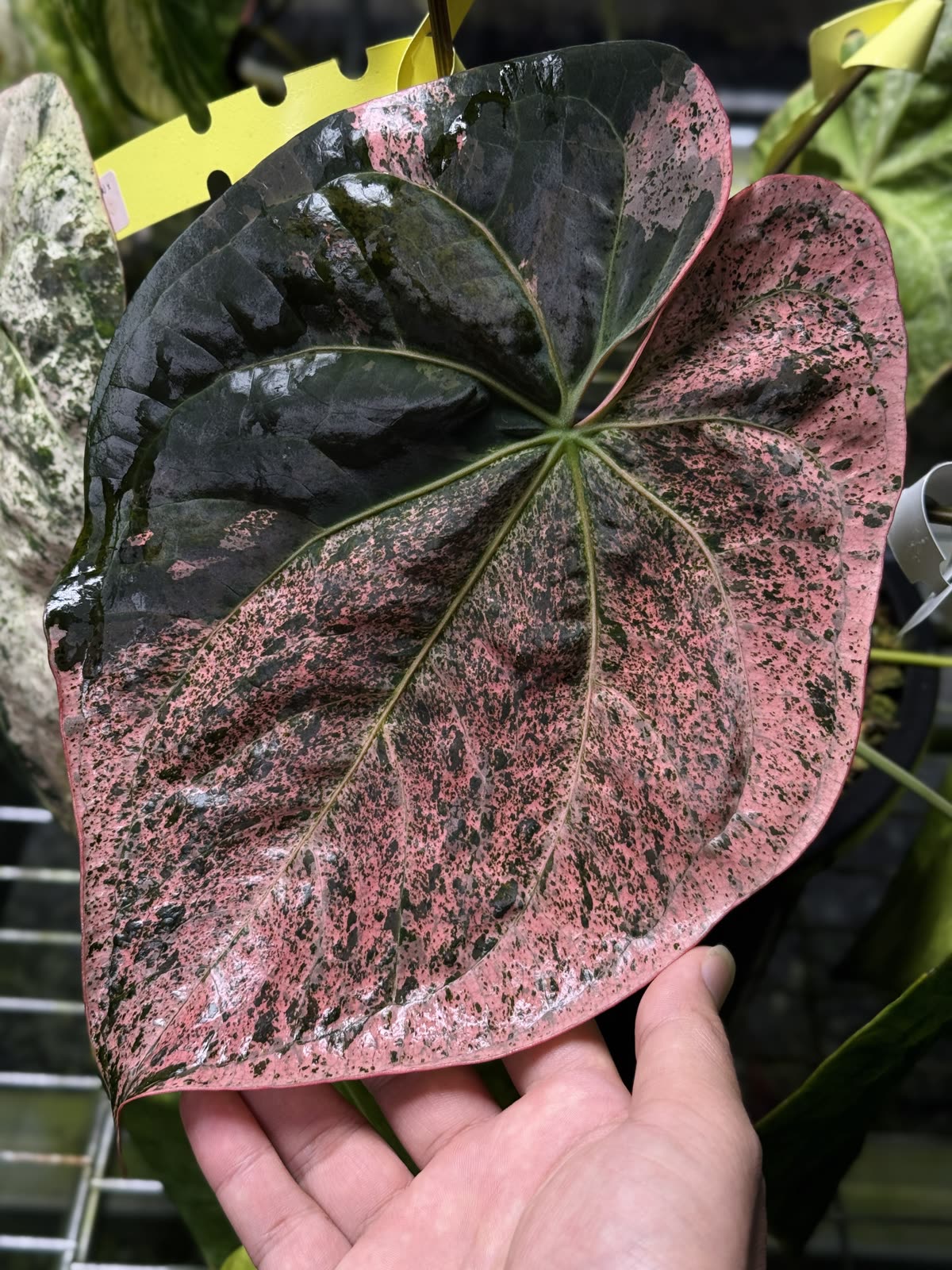 Pink-marbled variegated Anthurium leaf close-up