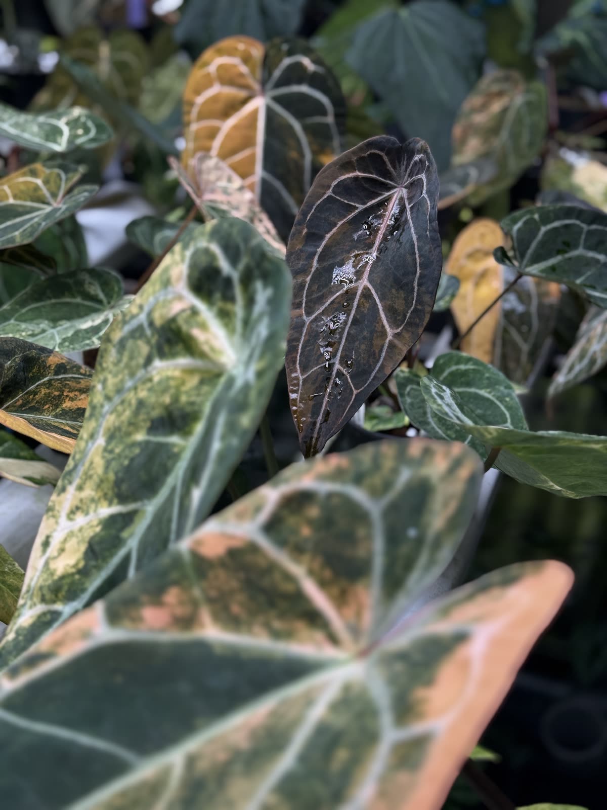 Variegated and dark velvet Anthurium leaves on the nursery bench