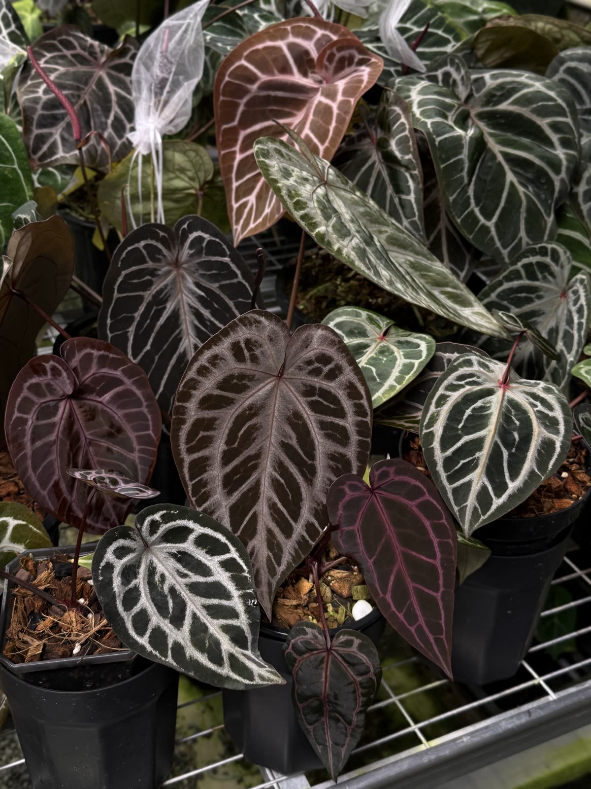Crystal-vein Anthurium collection in pots
