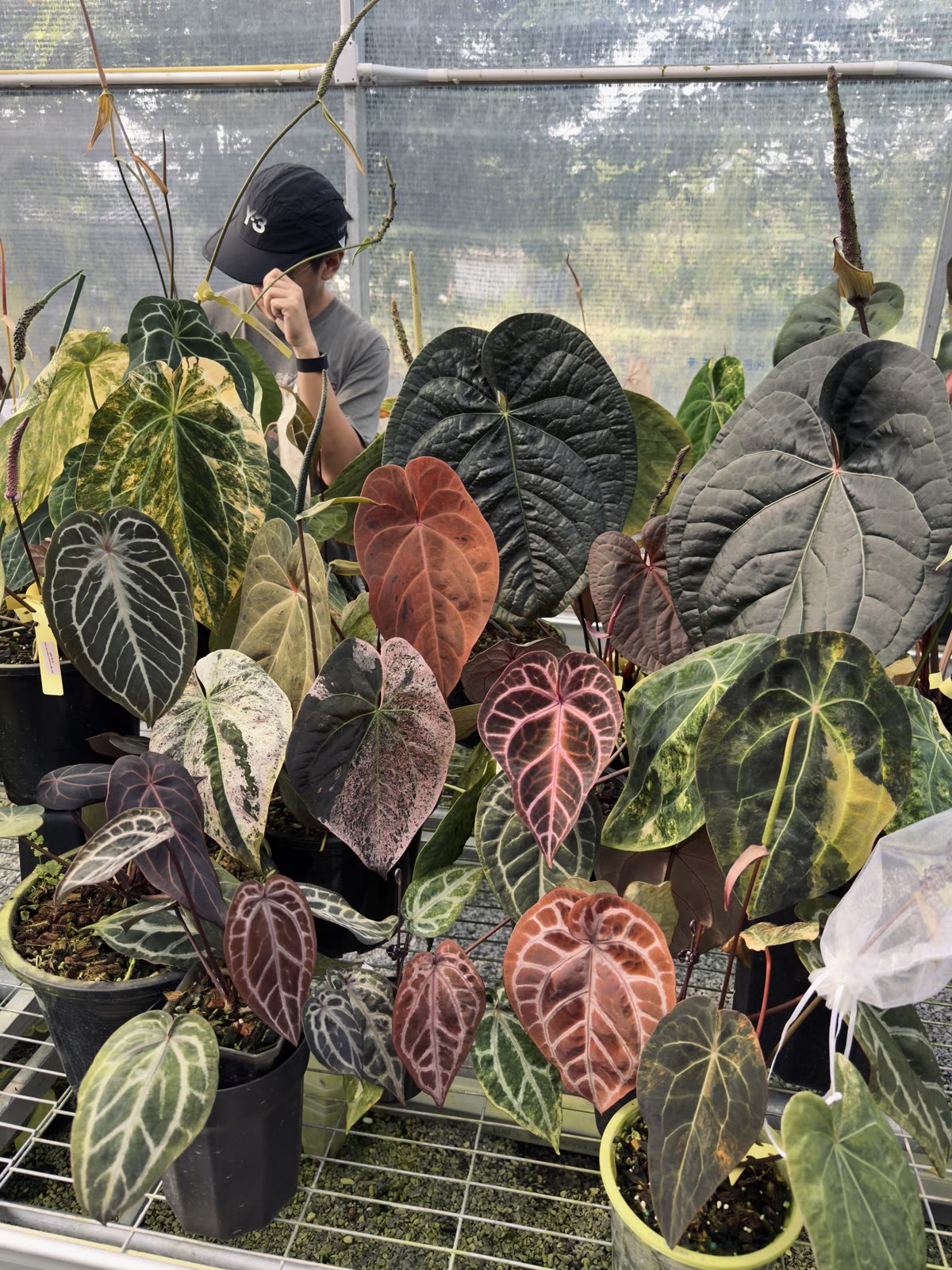 Inside the Rockslik Plant greenhouse with the Anthurium collection