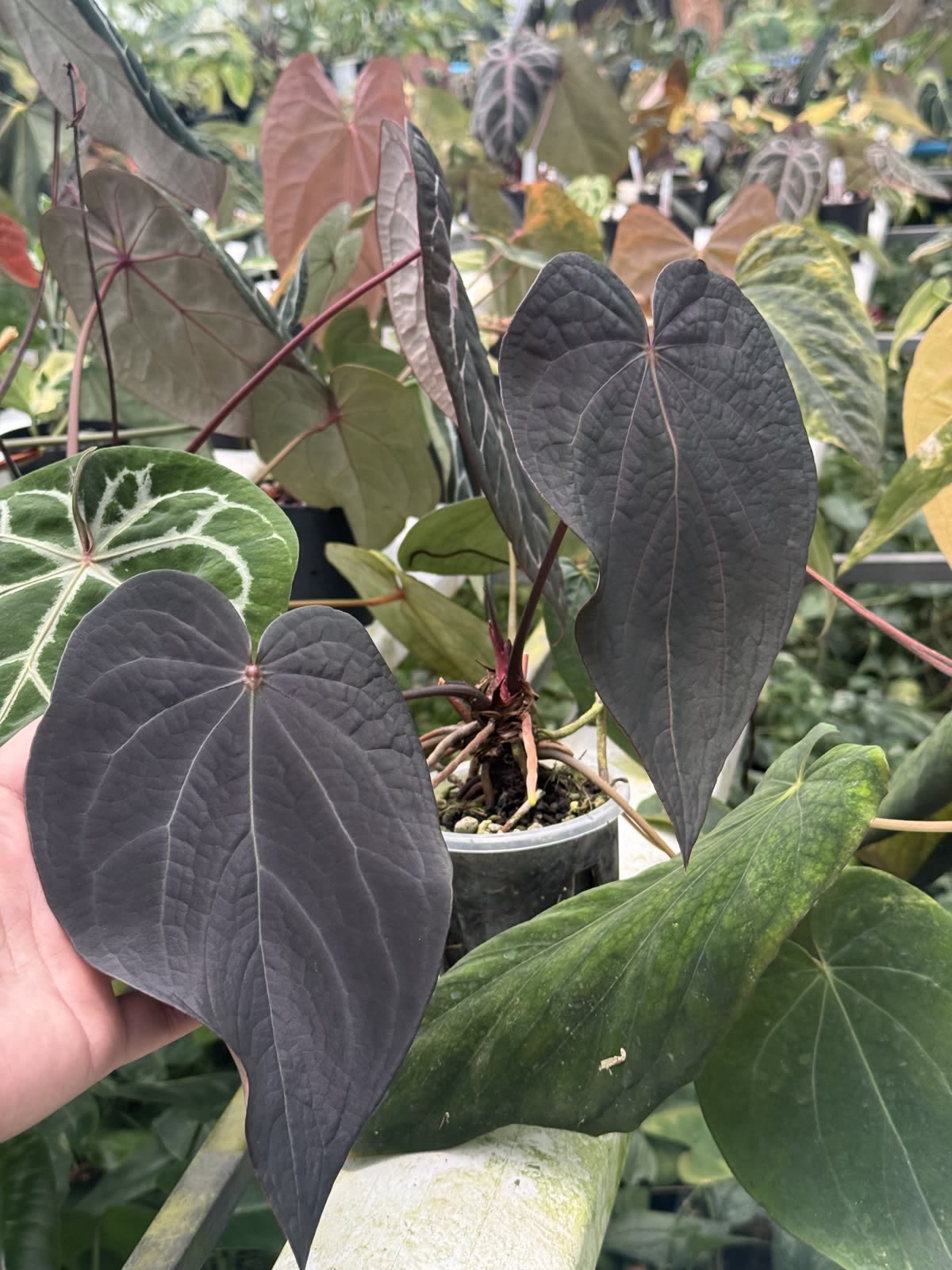 Near-black velvet Anthurium leaf