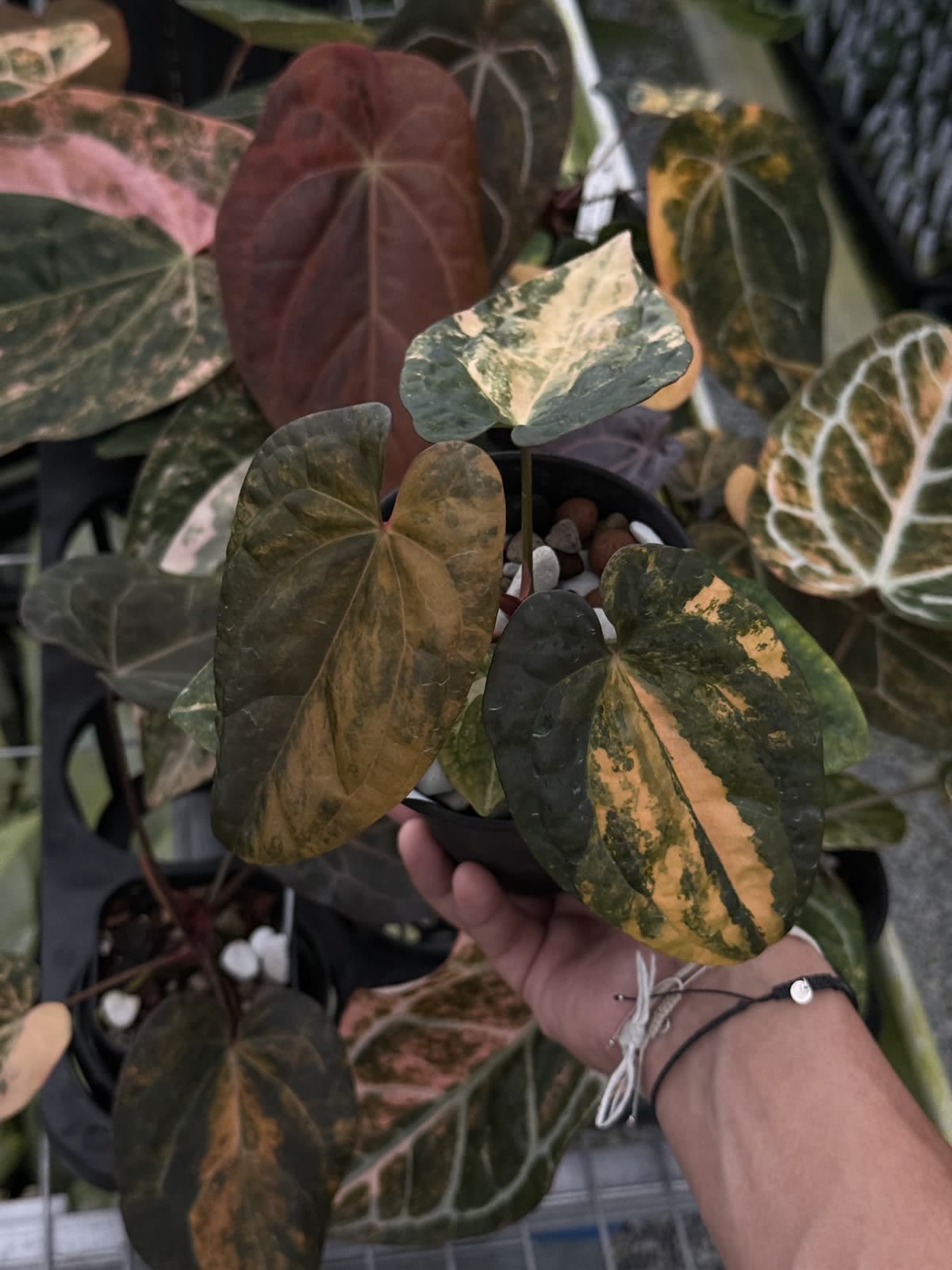 Copper-tone variegated Anthurium held in hand