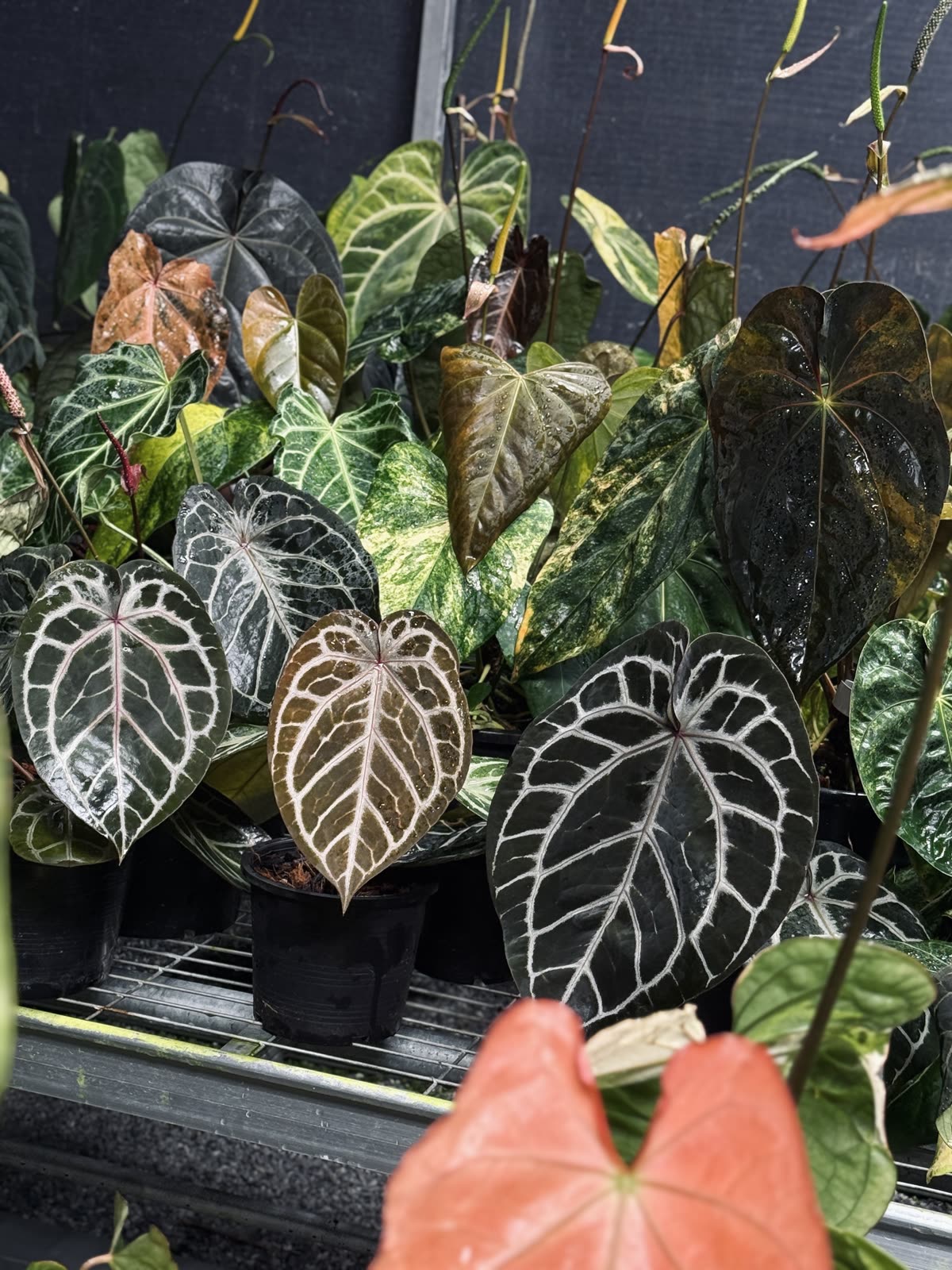Silver-veined and variegated Anthurium collection