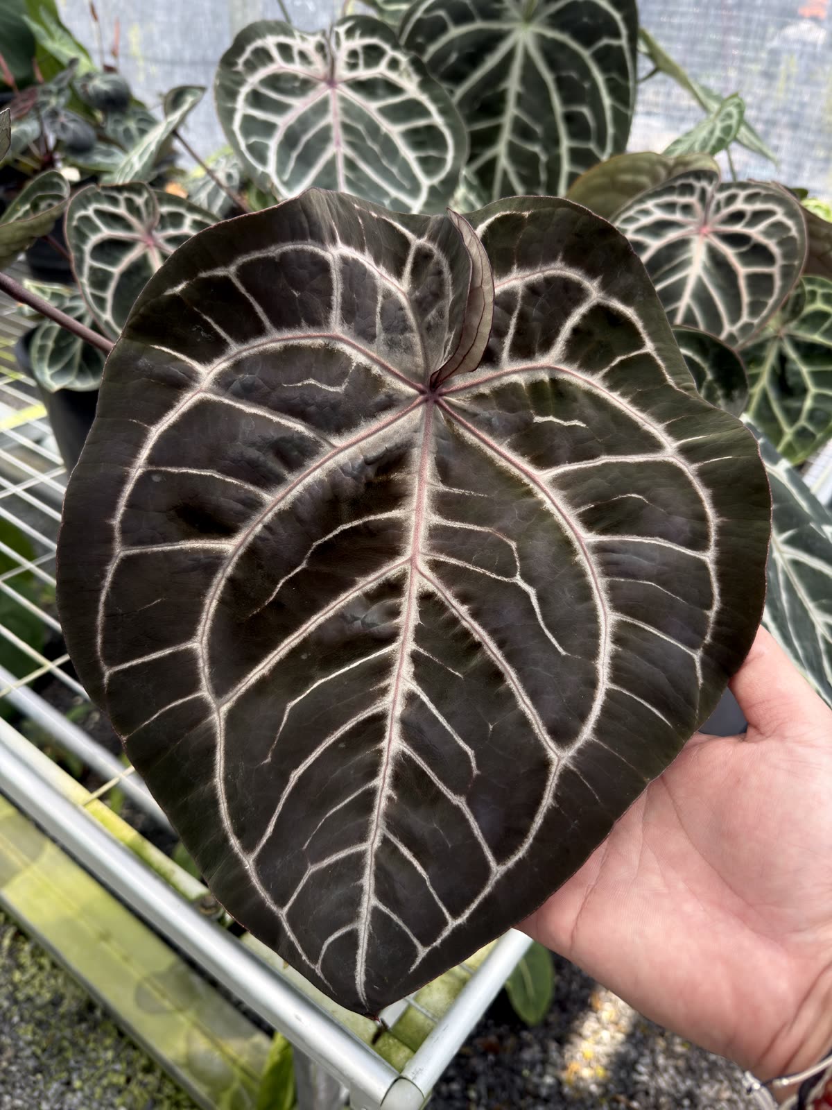 Dark crystal-vein Anthurium leaf held in hand