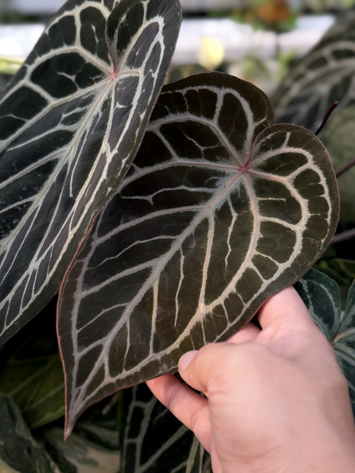 Anthurium breeding collection inside the Rockslik Plant greenhouse