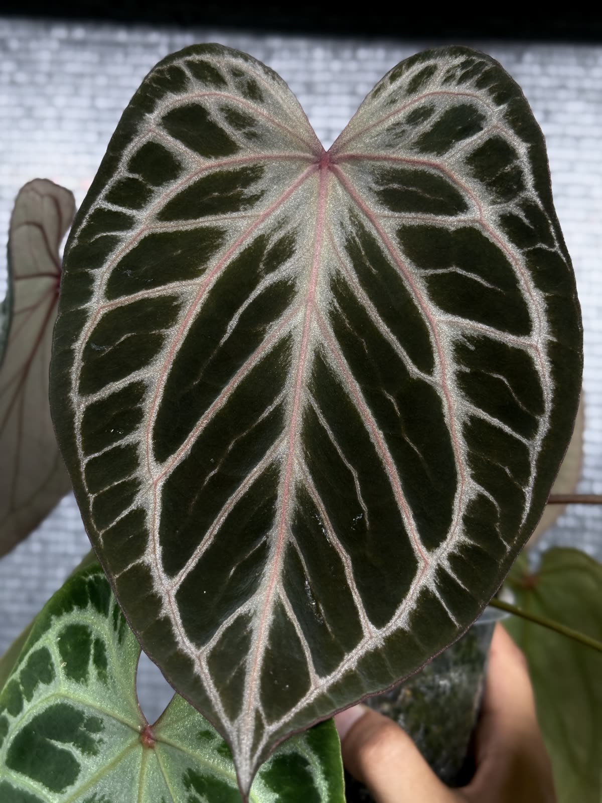 Dark velvet Anthurium leaves, Rockslik Plant collection