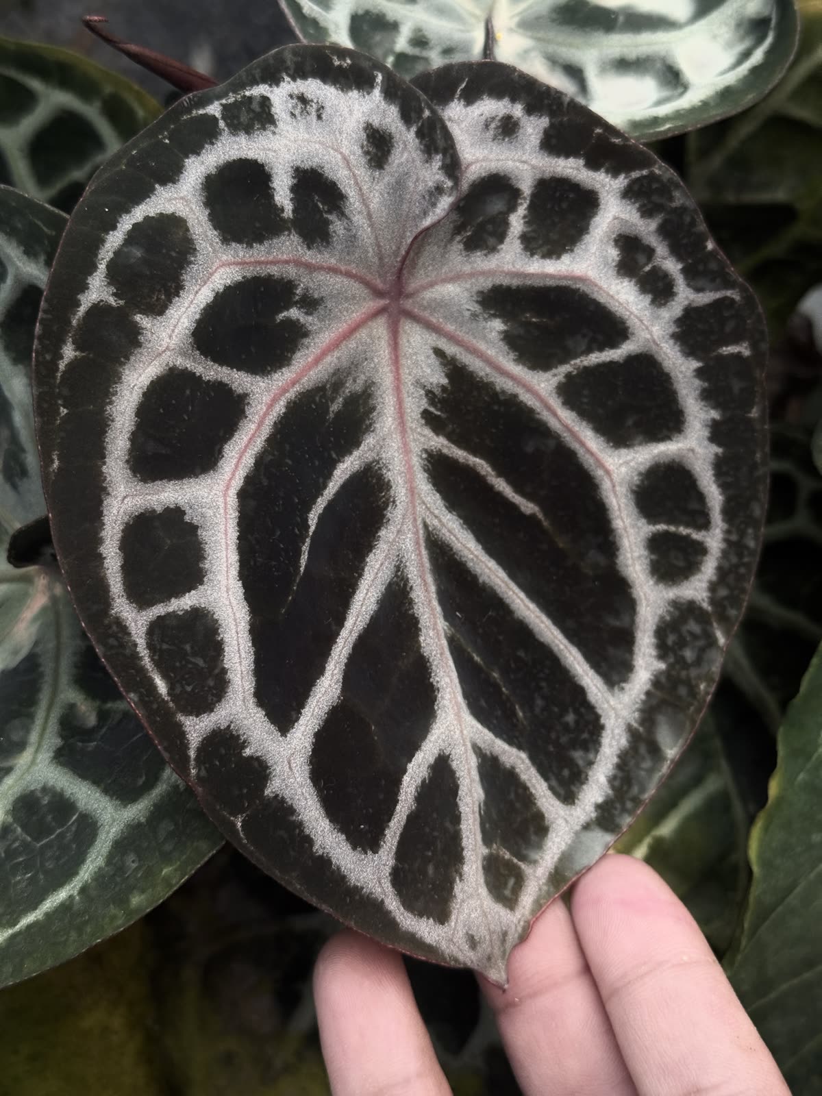 Red and silver veined Anthurium specimens, Rockslik Plant